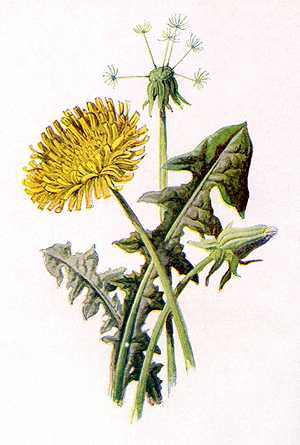 Dandelion